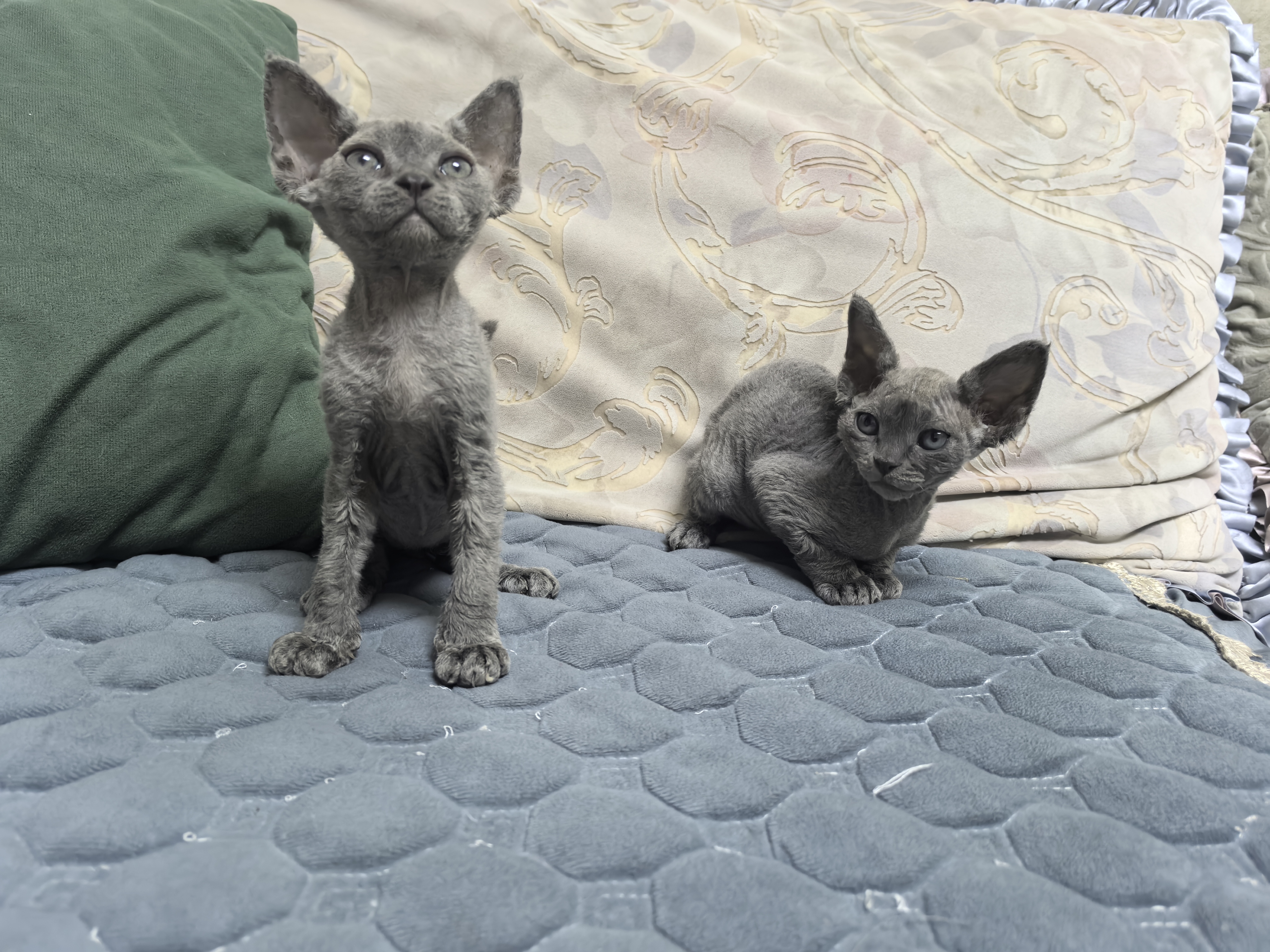 德文卷毛猫